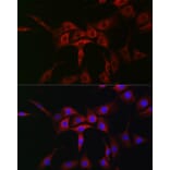 Immunofluorescence - Anti-ATG12 Antibody (A90451) - Antibodies.com