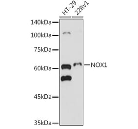 Western Blot - Anti-NOX1 Antibody (A90454) - Antibodies.com