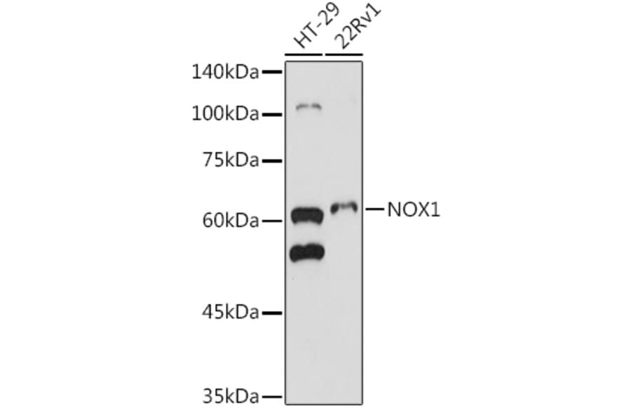 Western Blot - Anti-NOX1 Antibody (A90454) - Antibodies.com
