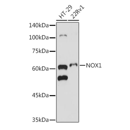 Western Blot - Anti-NOX1 Antibody (A90454) - Antibodies.com