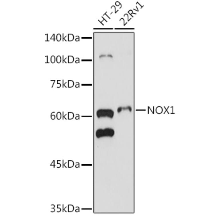 Western Blot - Anti-NOX1 Antibody (A90454) - Antibodies.com
