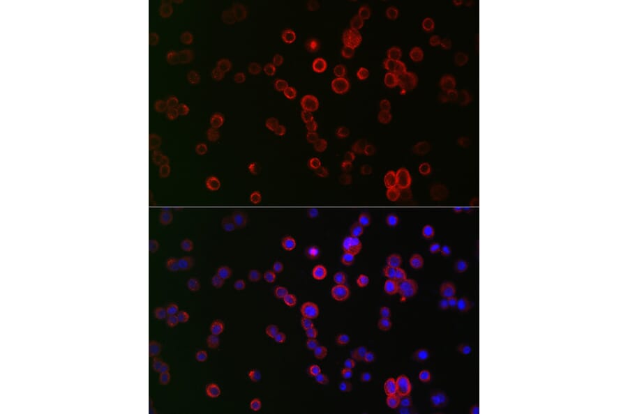 Immunofluorescence - Anti-NOX1 Antibody (A90454) - Antibodies.com