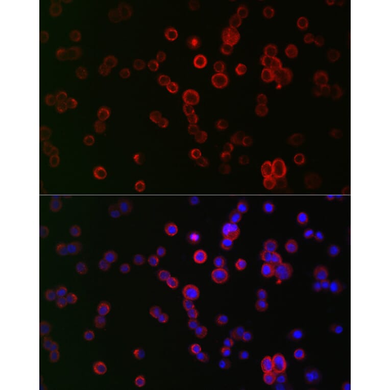 Immunofluorescence - Anti-NOX1 Antibody (A90454) - Antibodies.com