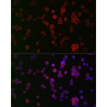 Immunofluorescence - Anti-NOX1 Antibody (A90454) - Antibodies.com