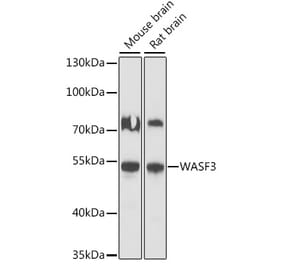 Western Blot - Anti-WASF3 Antibody (A90456) - Antibodies.com