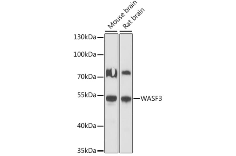 Western Blot - Anti-WASF3 Antibody (A90456) - Antibodies.com