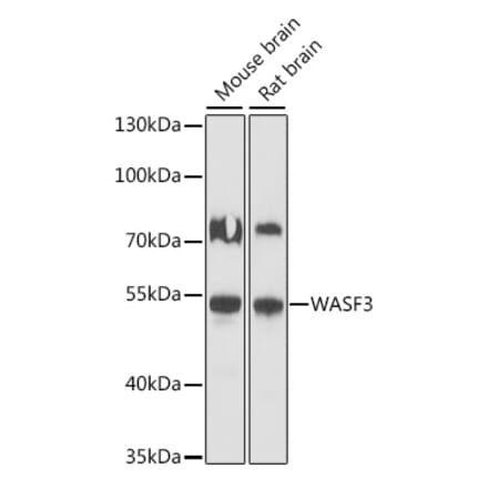 Western Blot - Anti-WASF3 Antibody (A90456) - Antibodies.com