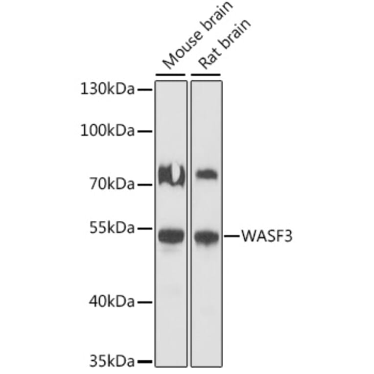 Western Blot - Anti-WASF3 Antibody (A90456) - Antibodies.com