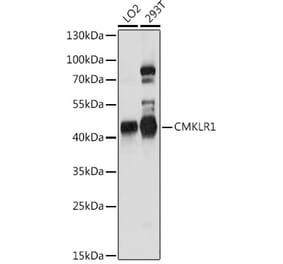 Western Blot - Anti-CMKLR1 Antibody (A90457) - Antibodies.com