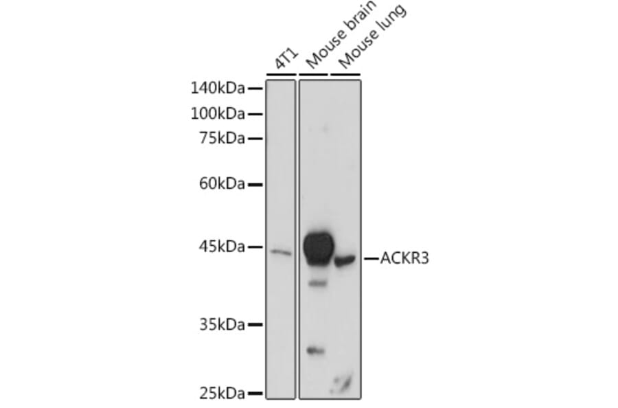 Western Blot - Anti-GPCR RDC1/CXCR-7 Antibody (A90458) - Antibodies.com