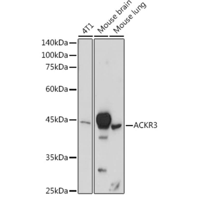 Western Blot - Anti-GPCR RDC1/CXCR-7 Antibody (A90458) - Antibodies.com