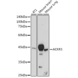 Western Blot - Anti-GPCR RDC1/CXCR-7 Antibody (A90458) - Antibodies.com