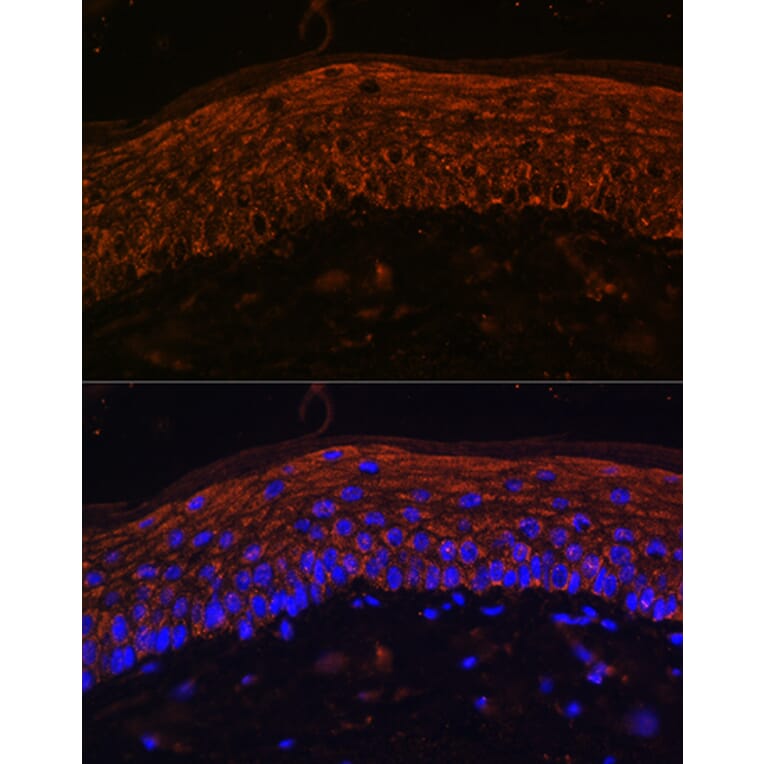 Immunofluorescence - Anti-GPCR RDC1/CXCR-7 Antibody (A90458) - Antibodies.com