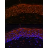 Immunofluorescence - Anti-GPCR RDC1/CXCR-7 Antibody (A90458) - Antibodies.com