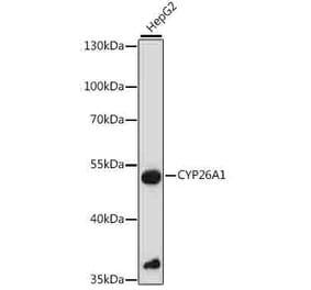 Western Blot - Anti-CYP26A1 Antibody (A90459) - Antibodies.com