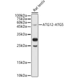 Western Blot - Anti-ATG12 Antibody (A90460) - Antibodies.com