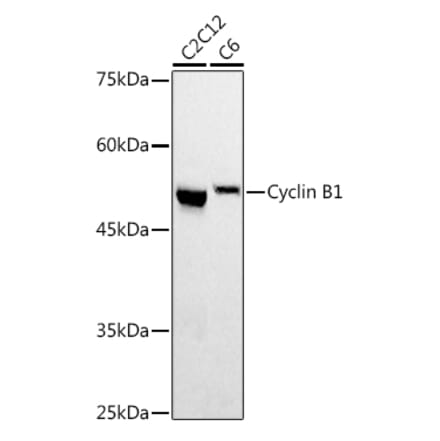 Western Blot - Anti-Cyclin B1 Antibody (A90461) - Antibodies.com