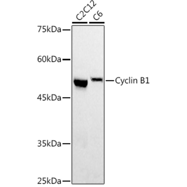 Western Blot - Anti-Cyclin B1 Antibody (A90461) - Antibodies.com