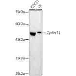 Western Blot - Anti-Cyclin B1 Antibody (A90461) - Antibodies.com