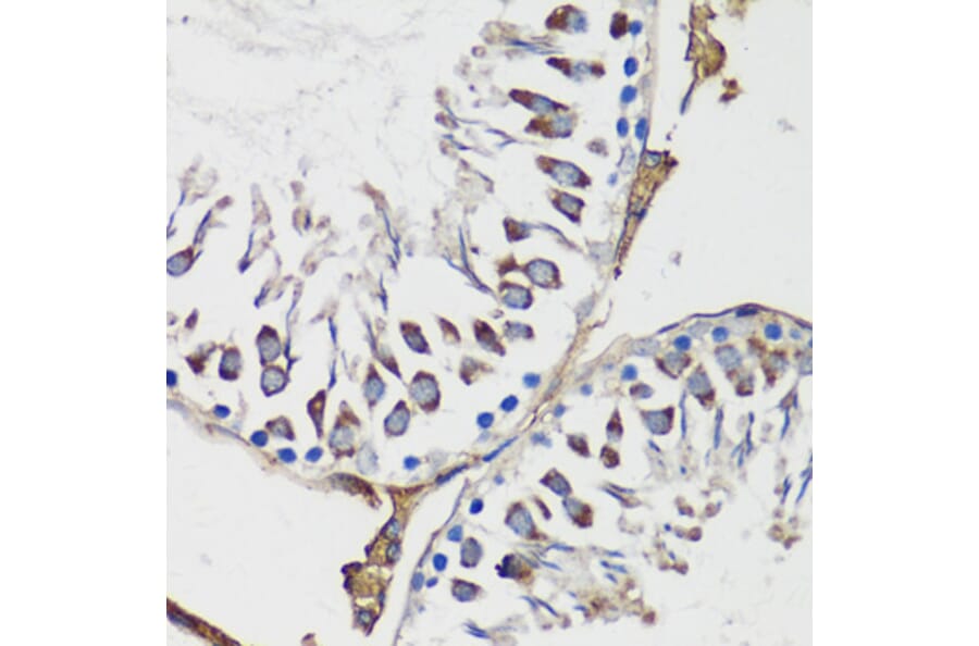 Immunohistochemistry - Anti-Cyclin B1 Antibody (A90461) - Antibodies.com