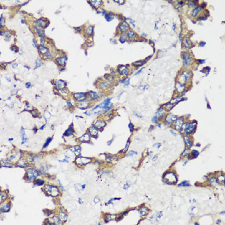 Immunohistochemistry - Anti-Cyclin B1 Antibody (A90461) - Antibodies.com