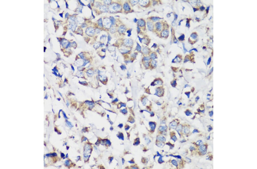 Immunohistochemistry - Anti-Cyclin B1 Antibody (A90461) - Antibodies.com