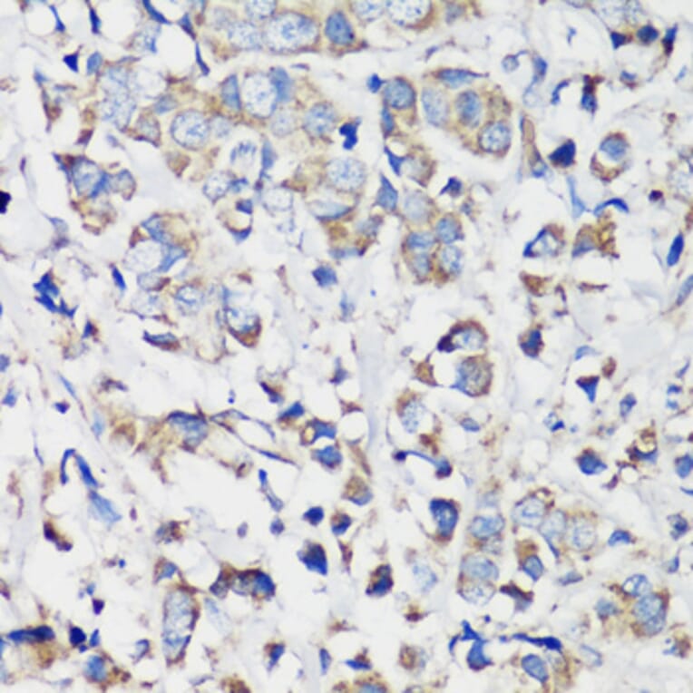 Immunohistochemistry - Anti-Cyclin B1 Antibody (A90461) - Antibodies.com