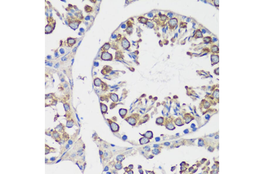 Immunohistochemistry - Anti-Cyclin B1 Antibody (A90461) - Antibodies.com