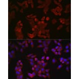 Immunofluorescence - Anti-Cyclin B1 Antibody (A90461) - Antibodies.com