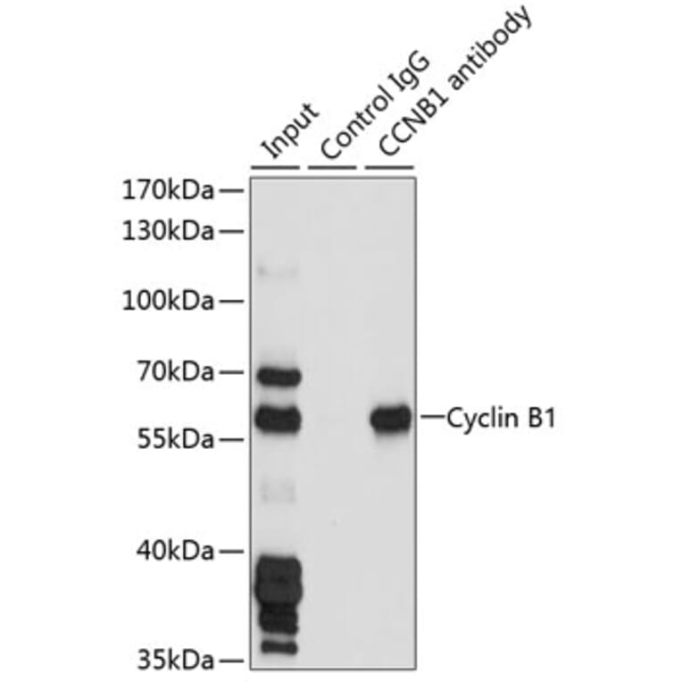 Western Blot - Anti-Cyclin B1 Antibody (A90461) - Antibodies.com