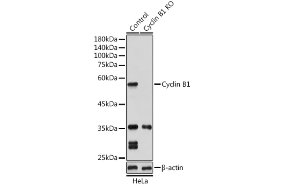 Western Blot - Anti-Cyclin B1 Antibody (A90462) - Antibodies.com