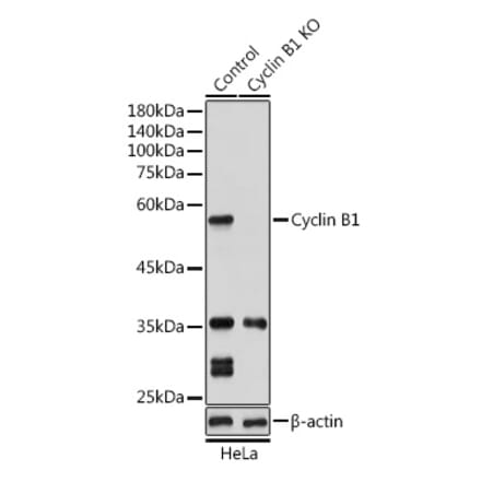 Western Blot - Anti-Cyclin B1 Antibody (A90462) - Antibodies.com