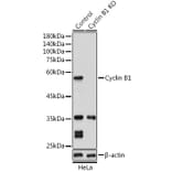 Western Blot - Anti-Cyclin B1 Antibody (A90462) - Antibodies.com