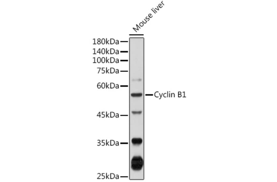 Western Blot - Anti-Cyclin B1 Antibody (A90462) - Antibodies.com