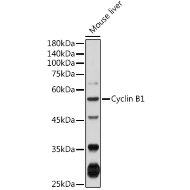 Western Blot - Anti-Cyclin B1 Antibody (A90462) - Antibodies.com