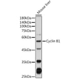 Western Blot - Anti-Cyclin B1 Antibody (A90462) - Antibodies.com