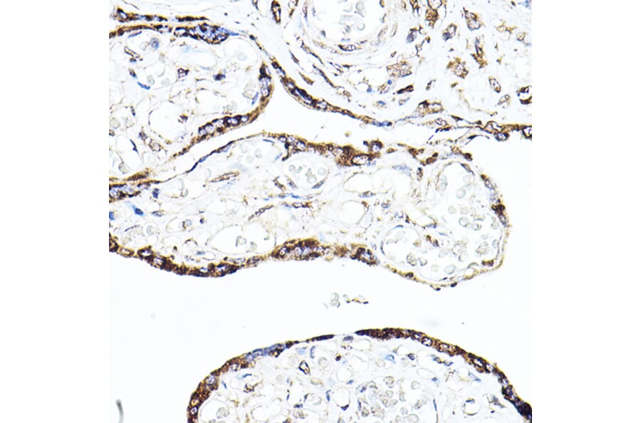 Immunohistochemistry - Anti-Cyclin B1 Antibody (A90462) - Antibodies.com