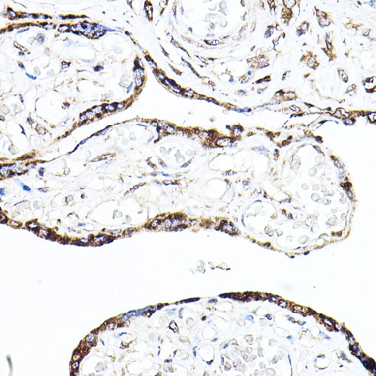 Immunohistochemistry - Anti-Cyclin B1 Antibody (A90462) - Antibodies.com