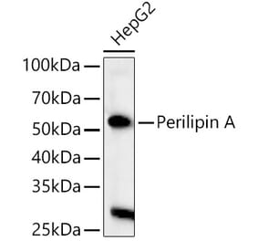 Western Blot - Anti-Perilipin-1 Antibody (A90464) - Antibodies.com
