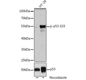 Western Blot - Anti-p53 (phospho Ser33) Antibody (A90465) - Antibodies.com