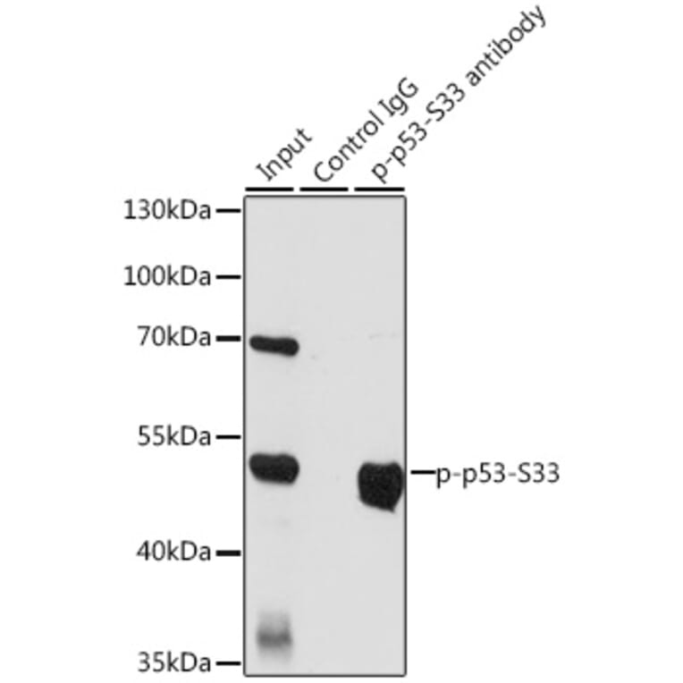 Western Blot - Anti-p53 (phospho Ser33) Antibody (A90465) - Antibodies.com