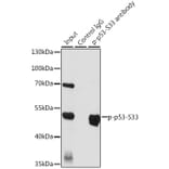 Western Blot - Anti-p53 (phospho Ser33) Antibody (A90465) - Antibodies.com