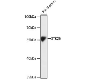 Western Blot - Anti-MST4 Antibody (A90467) - Antibodies.com