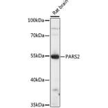 Western Blot - Anti-PARS2 Antibody (A90469) - Antibodies.com