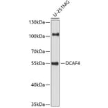 Western Blot - Anti-WDR21A Antibody (A90474) - Antibodies.com