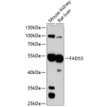 Western Blot - Anti-FADS3 Antibody (A90475) - Antibodies.com