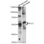 Western Blot - Anti-KLC3 Antibody (A14341) - Antibodies.com