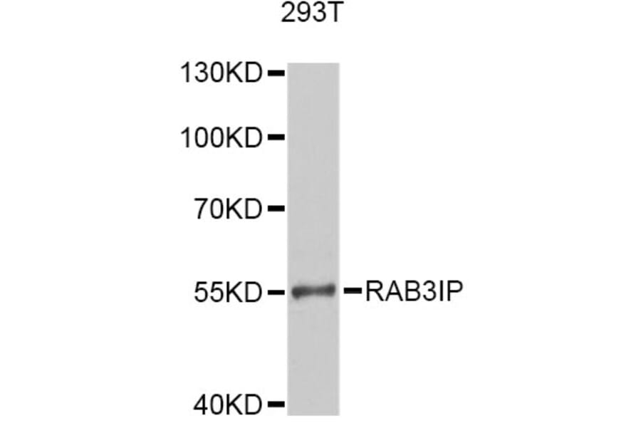Western Blot - Anti-RAB3IP Antibody (A12608) - Antibodies.com