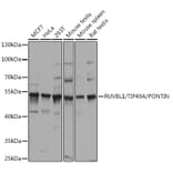 Western Blot - Anti-TIP49A Antibody (A90479) - Antibodies.com