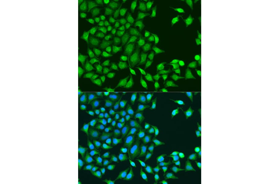 Immunofluorescence - Anti-TIP49A Antibody (A90479) - Antibodies.com